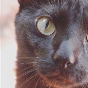 Meet your Posher, Katrina